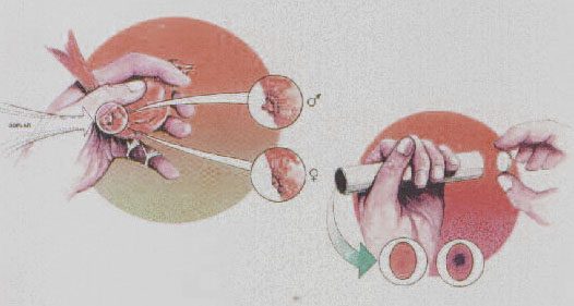 Canarios apareándose