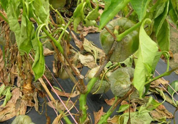 Cómo combatir la tristeza o seca del pimiento