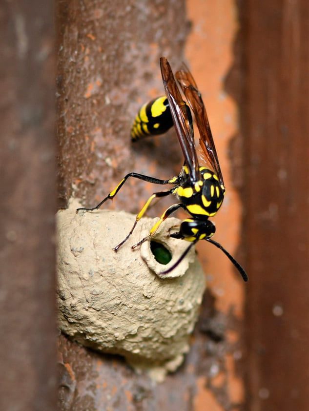 Qué hacer con un nido de avispa alfarera