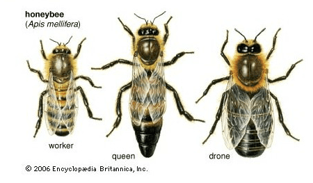Comparación de longevidad abejas obreras, zánganos y reinas