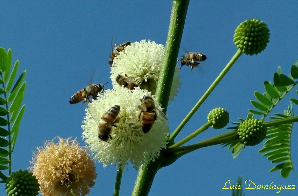 Abejas recolectando polen en un campo