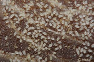 acaro jamon bichos piojillo jamonlovers