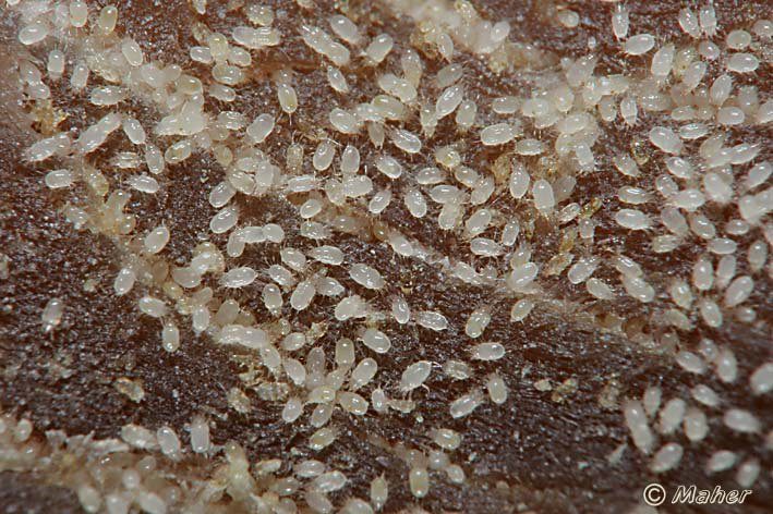 Qué son unos bichitos blancos muy pequeños en el jamón 4 Qué son unos bichitos blancos muy pequeños en el jamón