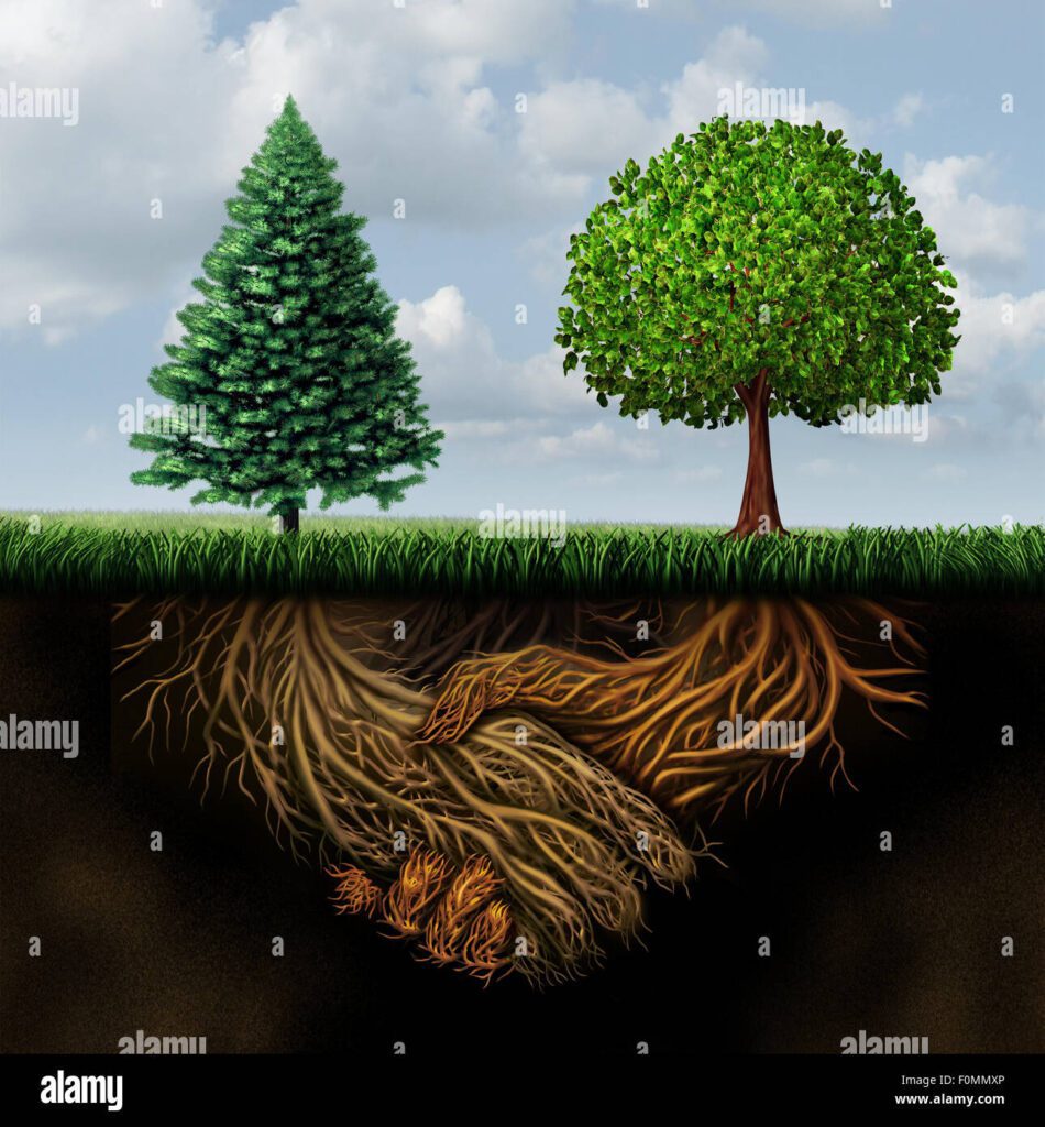 Cuándo se corta un árbol las raíces siguen creciendo 8 Cuándo se corta un árbol las raíces siguen creciendo
