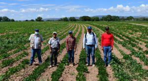 agricultura 3