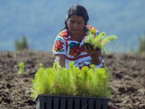 agricultura 6