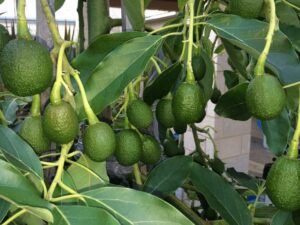 aguacate maduro en una maceta