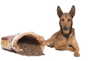 alimentacion de un pastor belga malinois 23306 orig