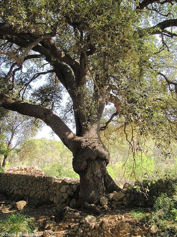 Árbol produciendo bellotas