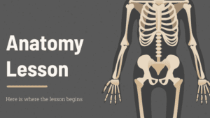 anatomia