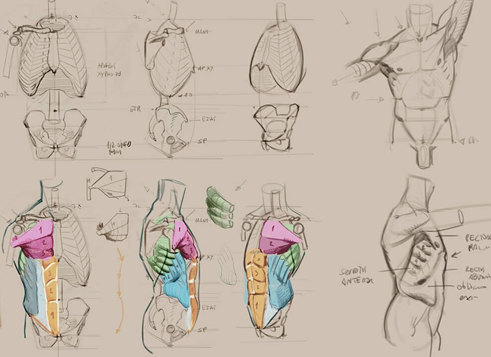 Descubre las partes de la mariquita: Anatomía detallada de este pequeño insecto 7 Descubre las partes de la mariquita: Anatomía detallada de este pequeño insecto