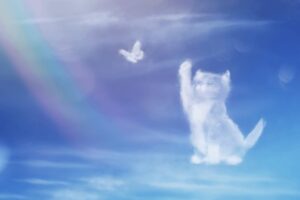 angel cat walking on rainbow 600nw 2185335465