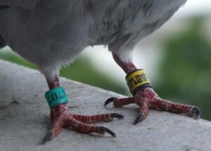 anillas identificativas