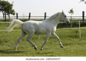 arabian horse trotting on meadow 260nw 2305294477