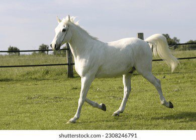 Caballo árabe blanco trotando en pradera