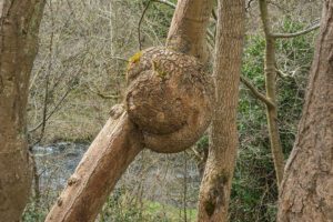 arbol bloqueando el sol luz natural limitada