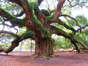 Descubre qué árbol tiene la madera más fuerte y resistente 22 arbol con madera fuerte y resistente