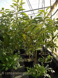 arbol de aguacate Hass 3A W01 450 600