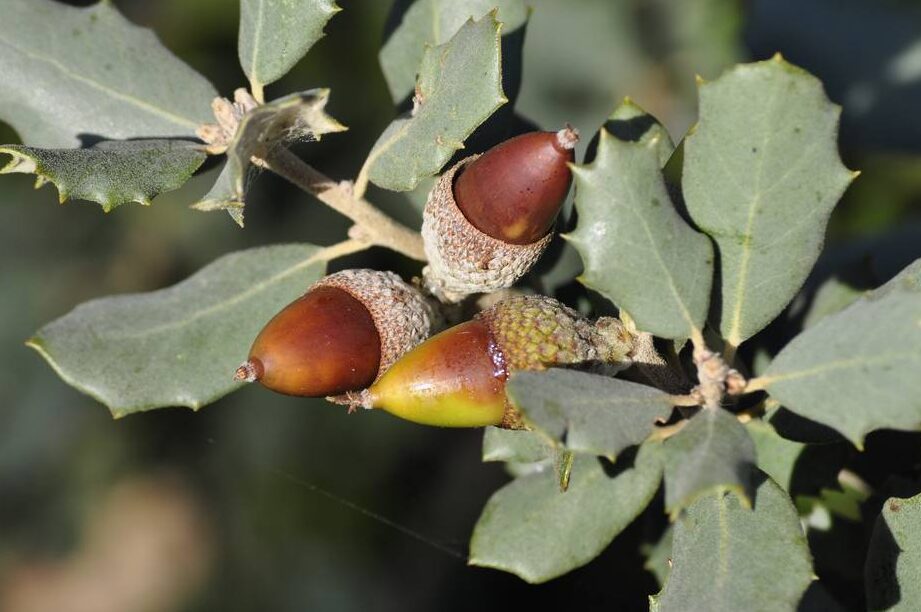 Descubre el nombre del árbol que produce bellotas