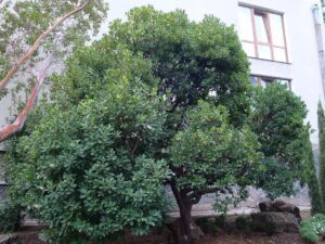 arbol de hoja perenne resistente al frio