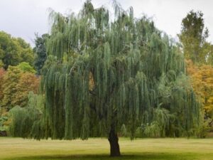 arbol de sombra con hoja perenne y rapido crecimiento