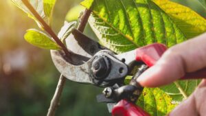 arbol frutal con tijeras de podar y calendario lunar