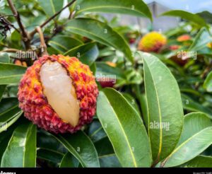 arbol frutal cubierto de ceniza volcanica