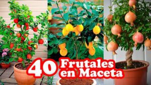 arbol frutal en maceta para jardin pequeno