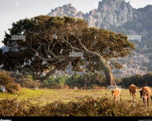 Increíbles árboles: crecimiento rápido y resistencia a la sequía 21 arbol robusto creciendo en un paisaje arido
