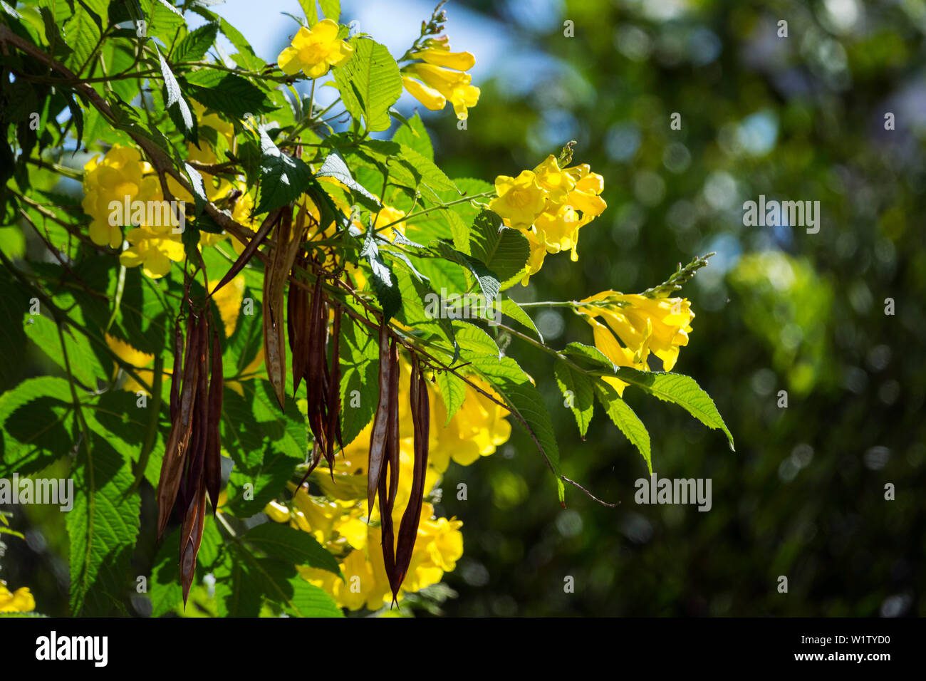 Árbol de Trompeta Amarilla en flor