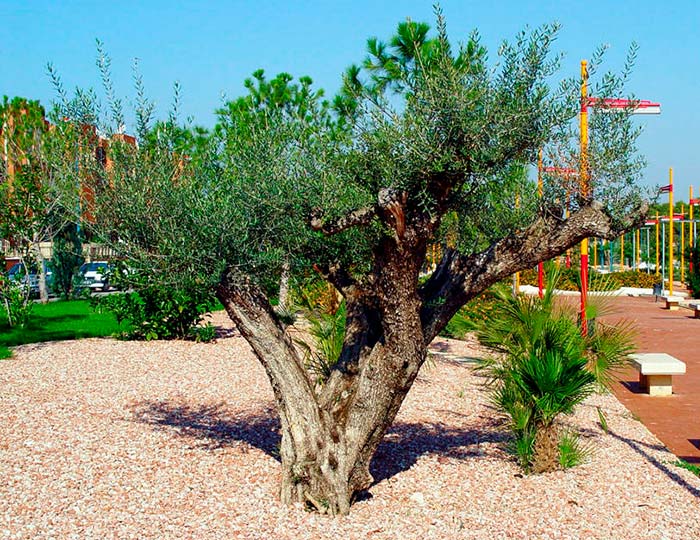 Cuáles son los 14 árboles que no pierden sus hojas 9 Cuáles son los 14 árboles que no pierden sus hojas