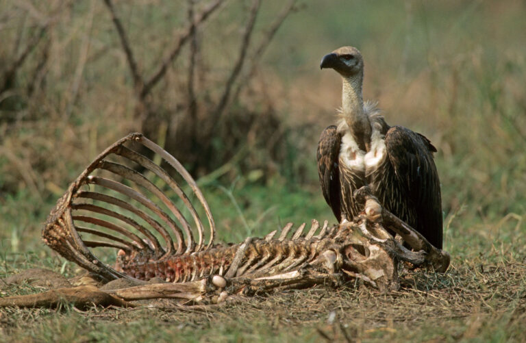 aves carroneras alimentandose de un cadaver