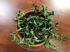 b1a1b22e 7302 42e5 8a11 43ed5b78481b Dried up plant