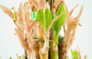 bambu con hojas amarillas y cuidados necesarios