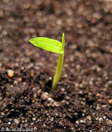 Cuál es la semilla que tarda más tiempo en germinar 3 Cuál es la semilla que tarda más tiempo en germinar