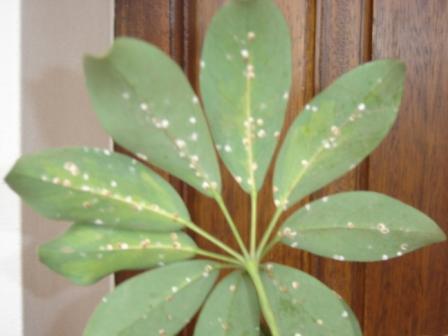 Chiflera con plagas y enfermedades