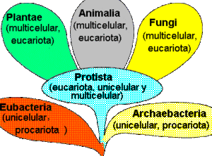 biologia