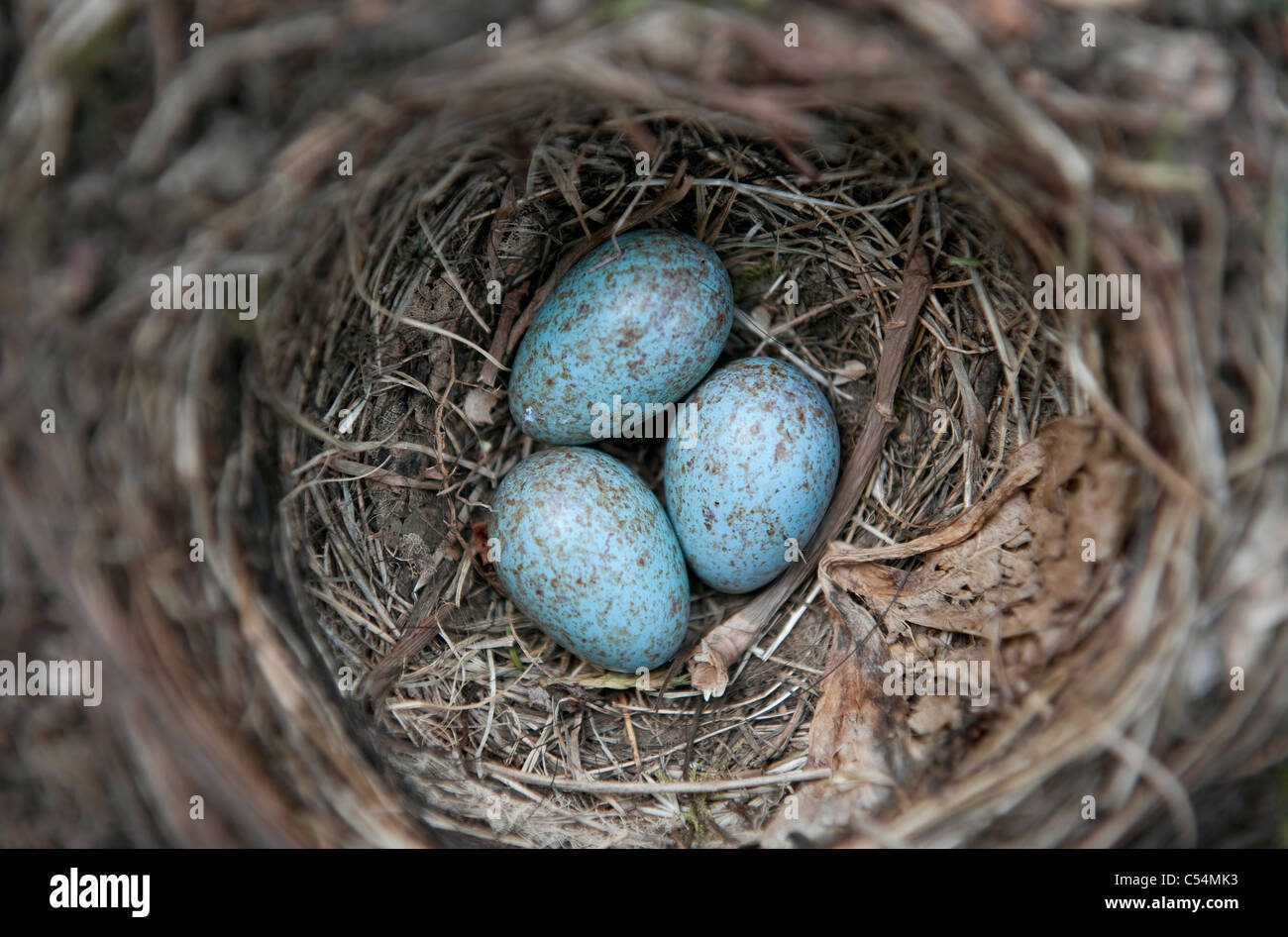 Huevos azules de mirlo común en nido