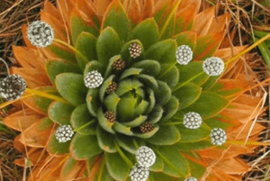 Descubre las partes del fruto y su importancia en la reproducción de las plantas 9 botanica 1