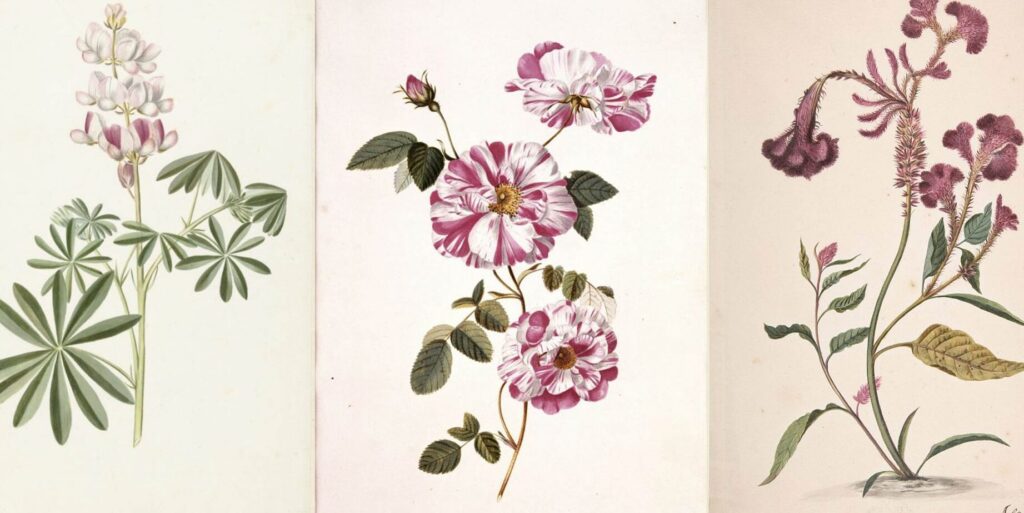 Alelopatía: Definición, Tipos y Ejemplos de esta Interacción entre Plantas. 3 Alelopatía: Definición, Tipos y Ejemplos de esta Interacción entre Plantas.