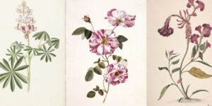 Alelopatía: Definición, Tipos y Ejemplos de esta Interacción entre Plantas. 28 botanica 10
