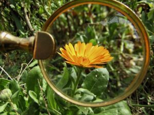 Descubre las características y ejemplos de los musgos: guía completa 6 botanica 11