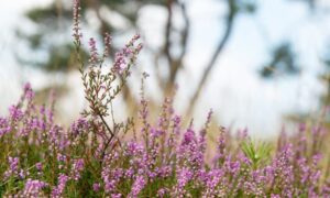 Descubre qué es la drupa y sus características únicas 2 botanica 15