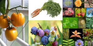 Angiospermas y gimnospermas: ¿En qué se diferencian? 1 botanica 17