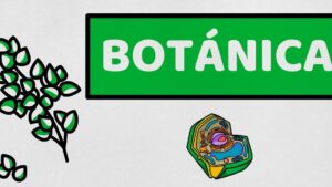 Carpelos: ¿Qué son y cuál es su función en las plantas? 30 botanica 18