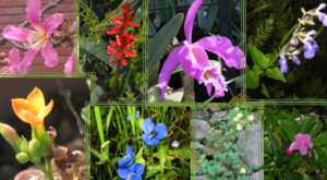 El néctar: ¿Qué es y cuál es su función en las plantas? 10 botanica