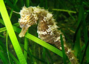 caballito de mar nadando entre algas 1