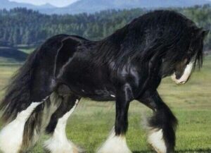 caballo con pelo largo en sus patas