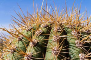 Cuál es la función de las espinas en los cactus 2 cactus con espinas en primer plano