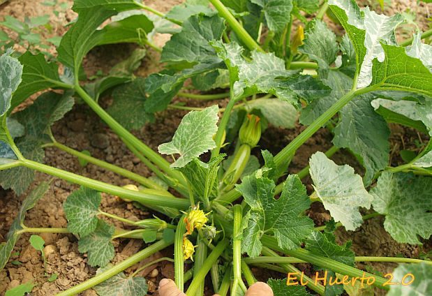 Planta de calabacín cargada de frutos